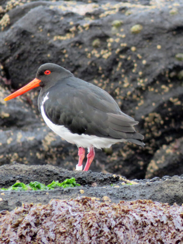 Chatham Islands Oystercatcher