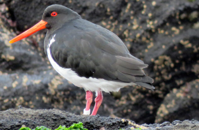 Chatham Islands Oystercatcher