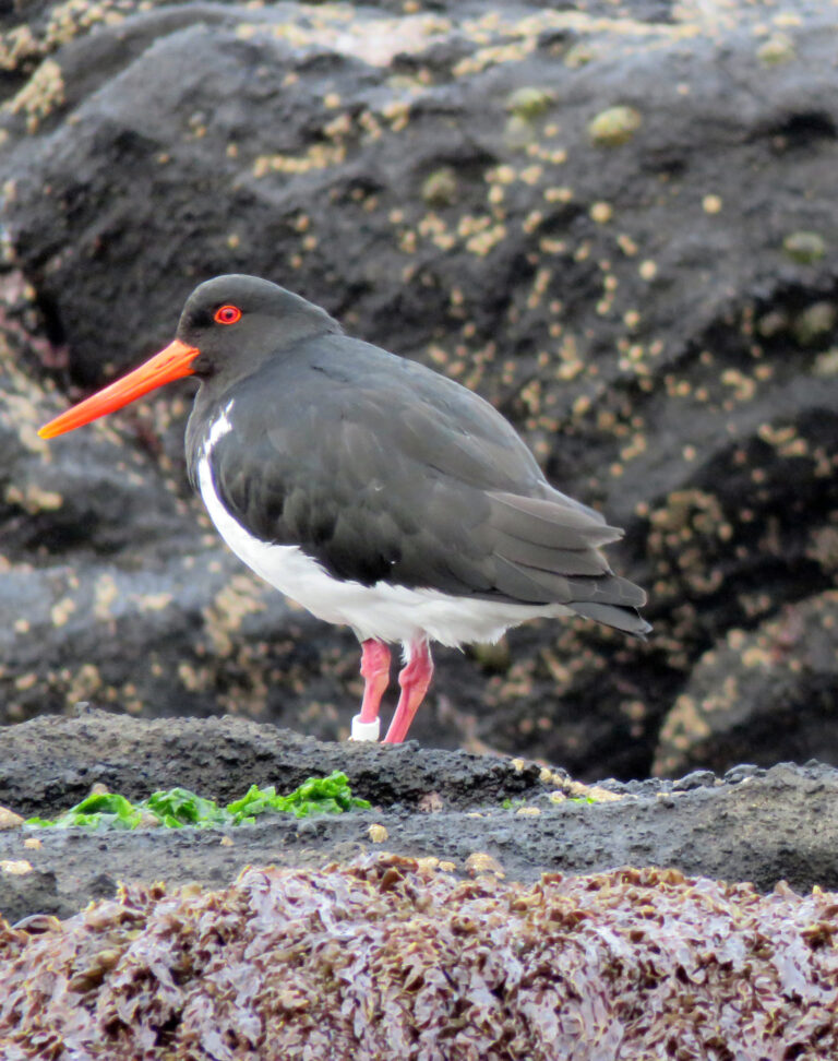 Chatham Islands Oystercatcher