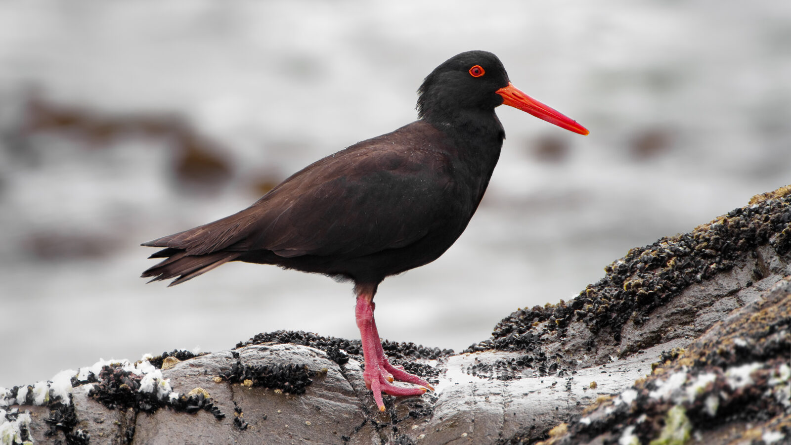 Sooty Oystercatcher