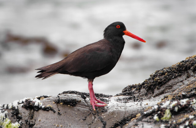 Sooty Oystercatcher