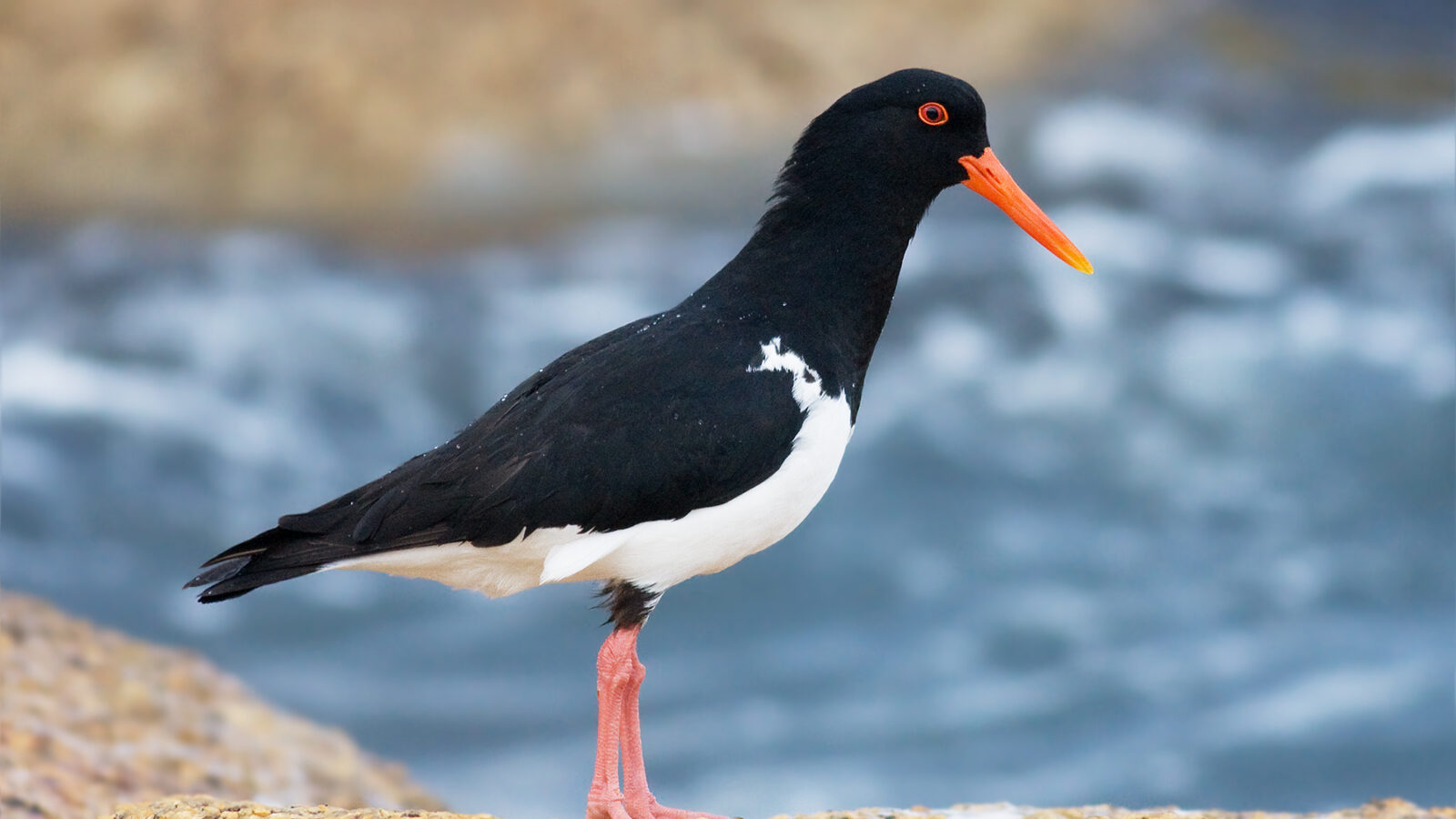 Pied Oystercatcher
