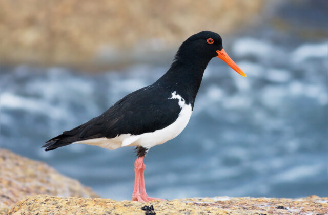 Pied Oystercatcher