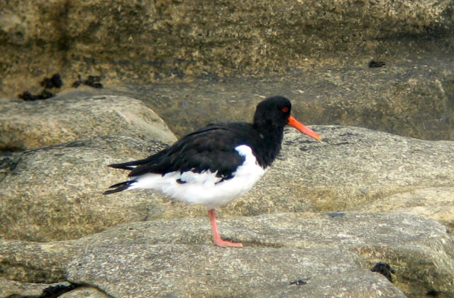 Eurasian Oystercatcher