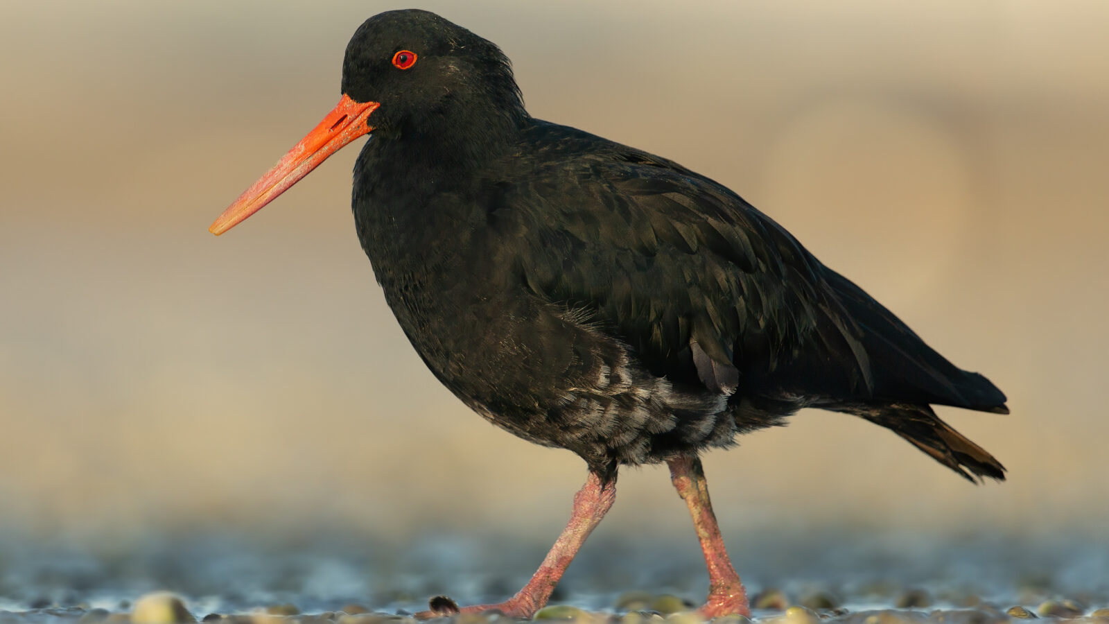 Variable Oystercatcher