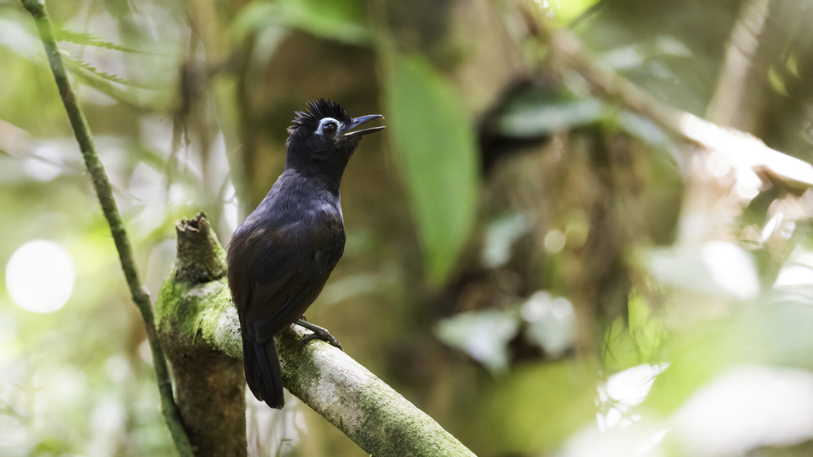 Sooty Antbird