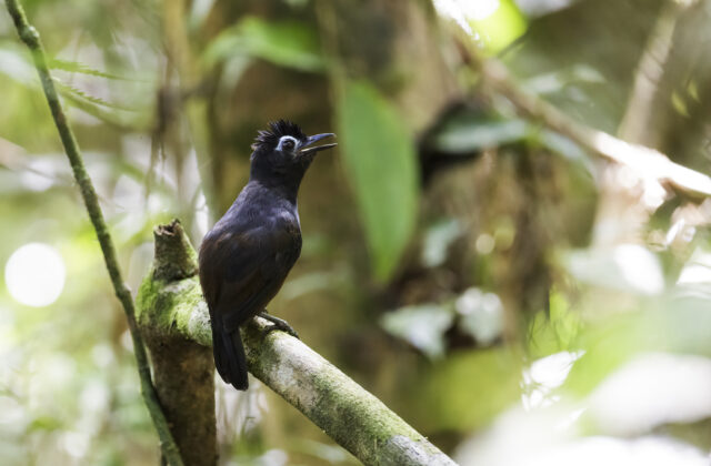 Sooty Antbird