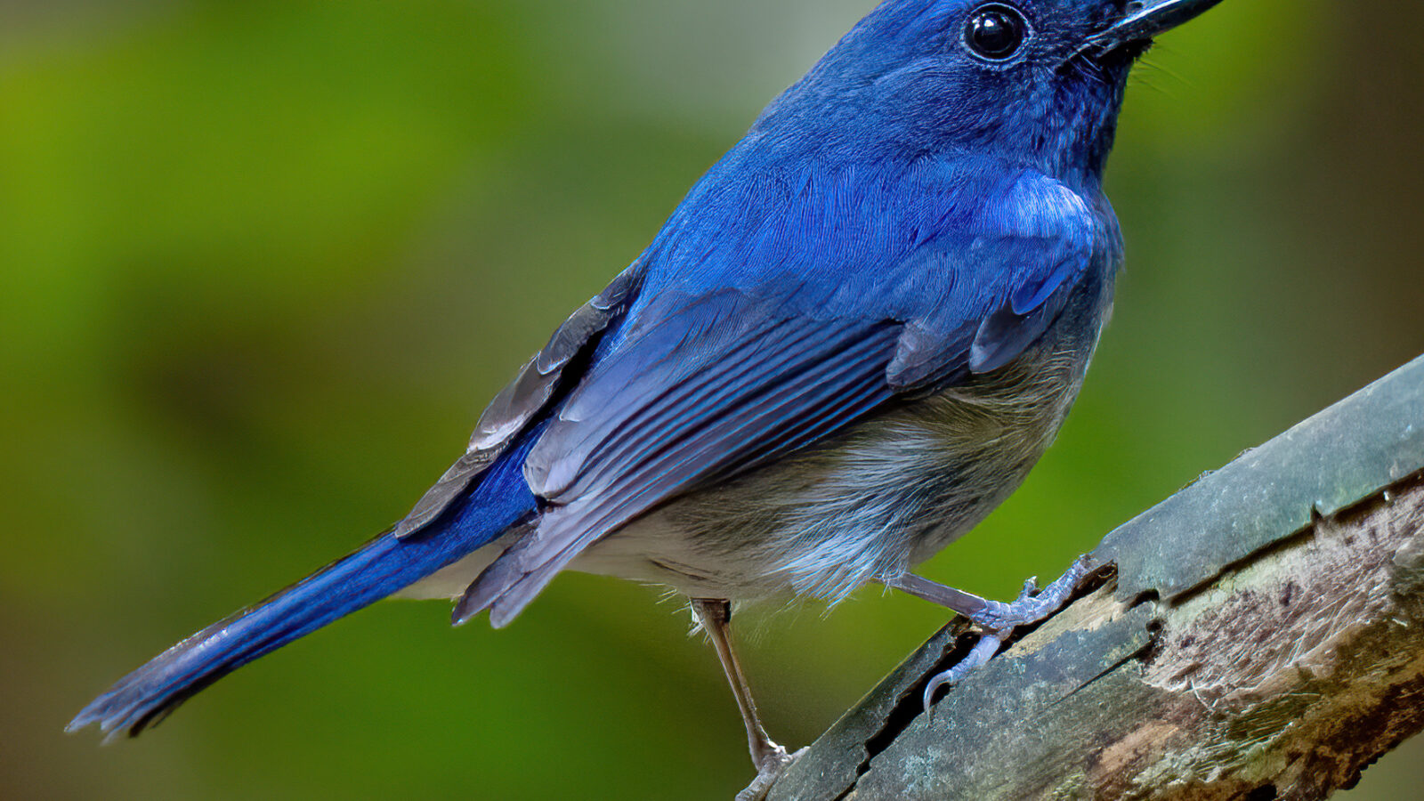Hainan Blue Flycatcher