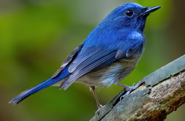 Hainan Blue Flycatcher