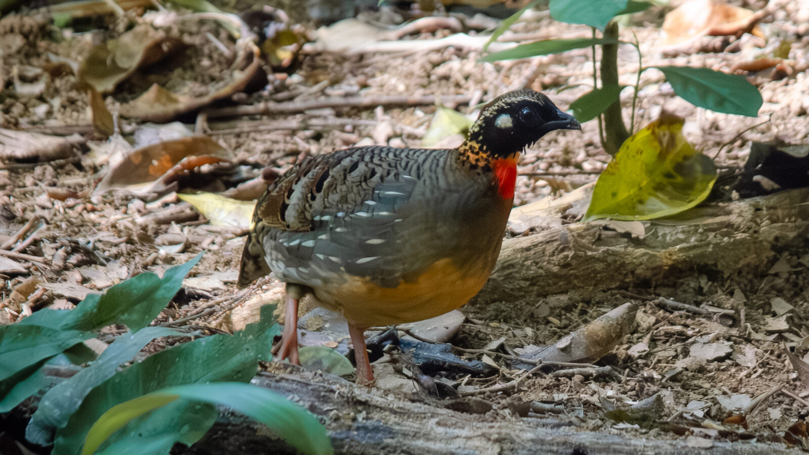 Hainan Partridge