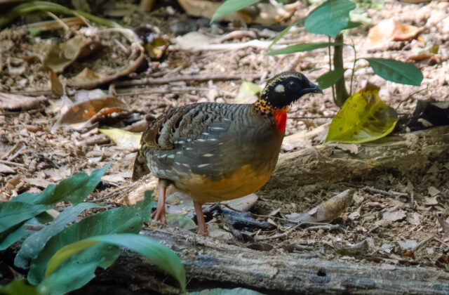 Hainan Partridge