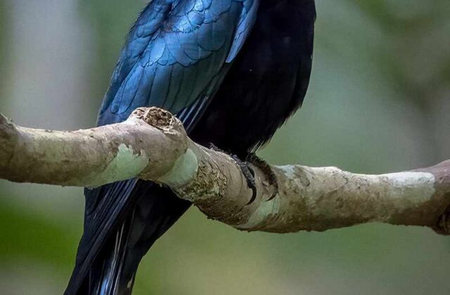 Short-tailed Drongo