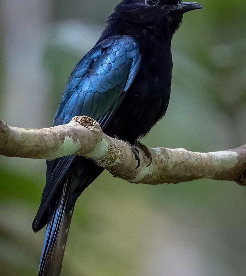 Short-tailed Drongo