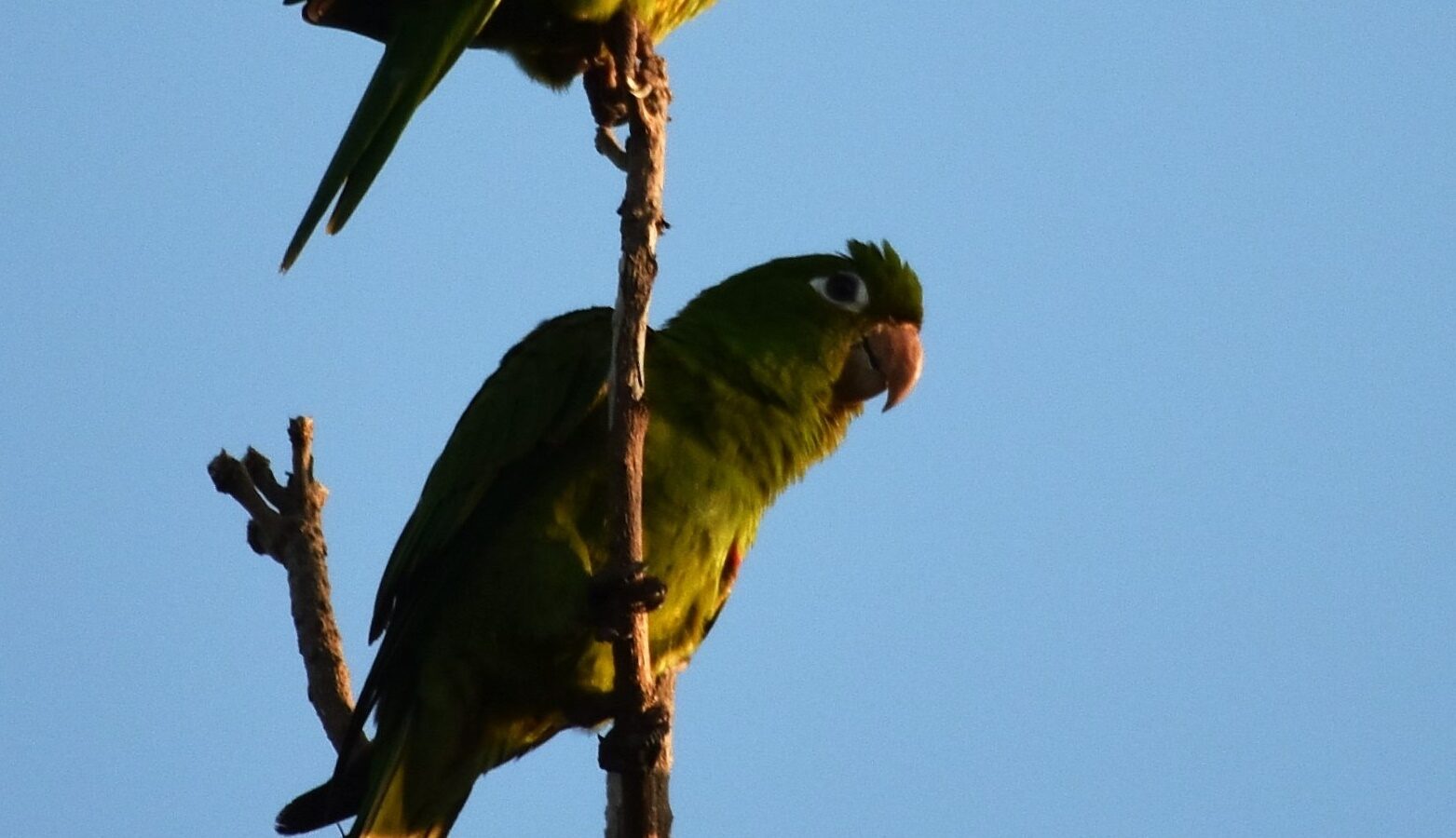 Hispaniolan Parakeet