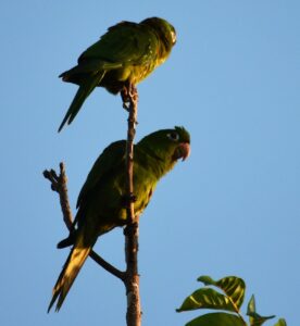Hispaniolan Parakeet