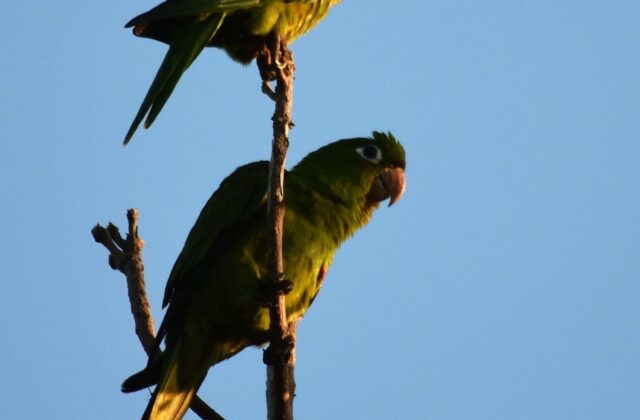 Hispaniolan Parakeet