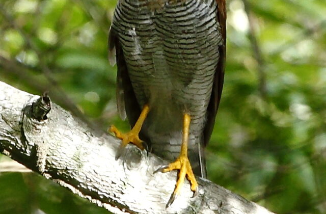 Barred Forest Falcon