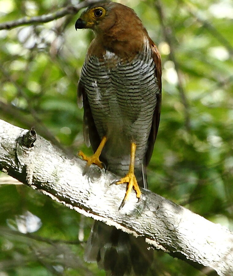 Barred Forest Falcon
