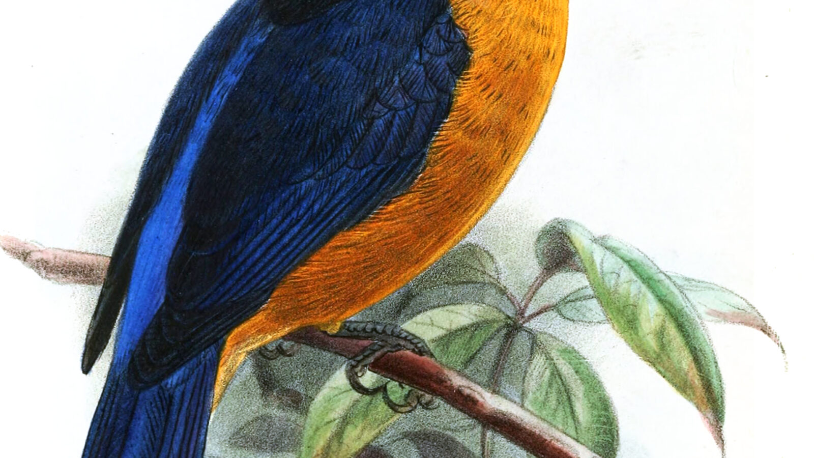 Vanuatu Kingfisher