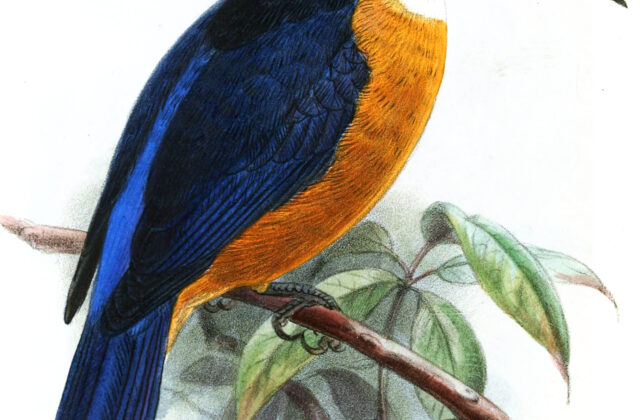 Vanuatu Kingfisher