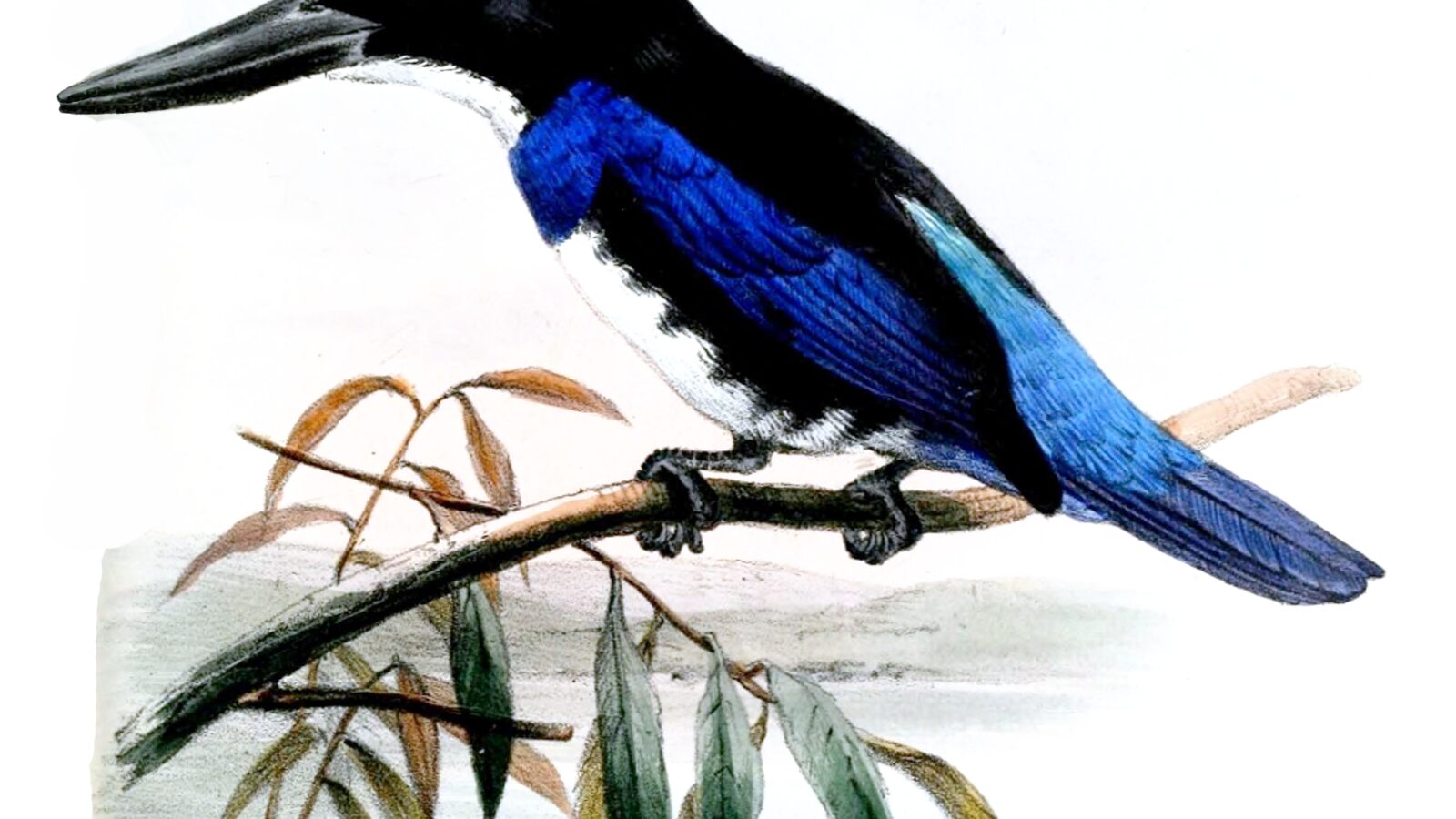 Blue-black Kingfisher
