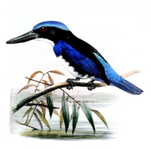 Blue-black Kingfisher