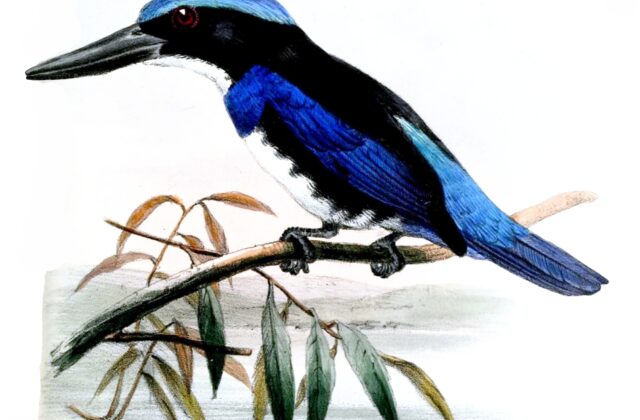 Blue-black Kingfisher