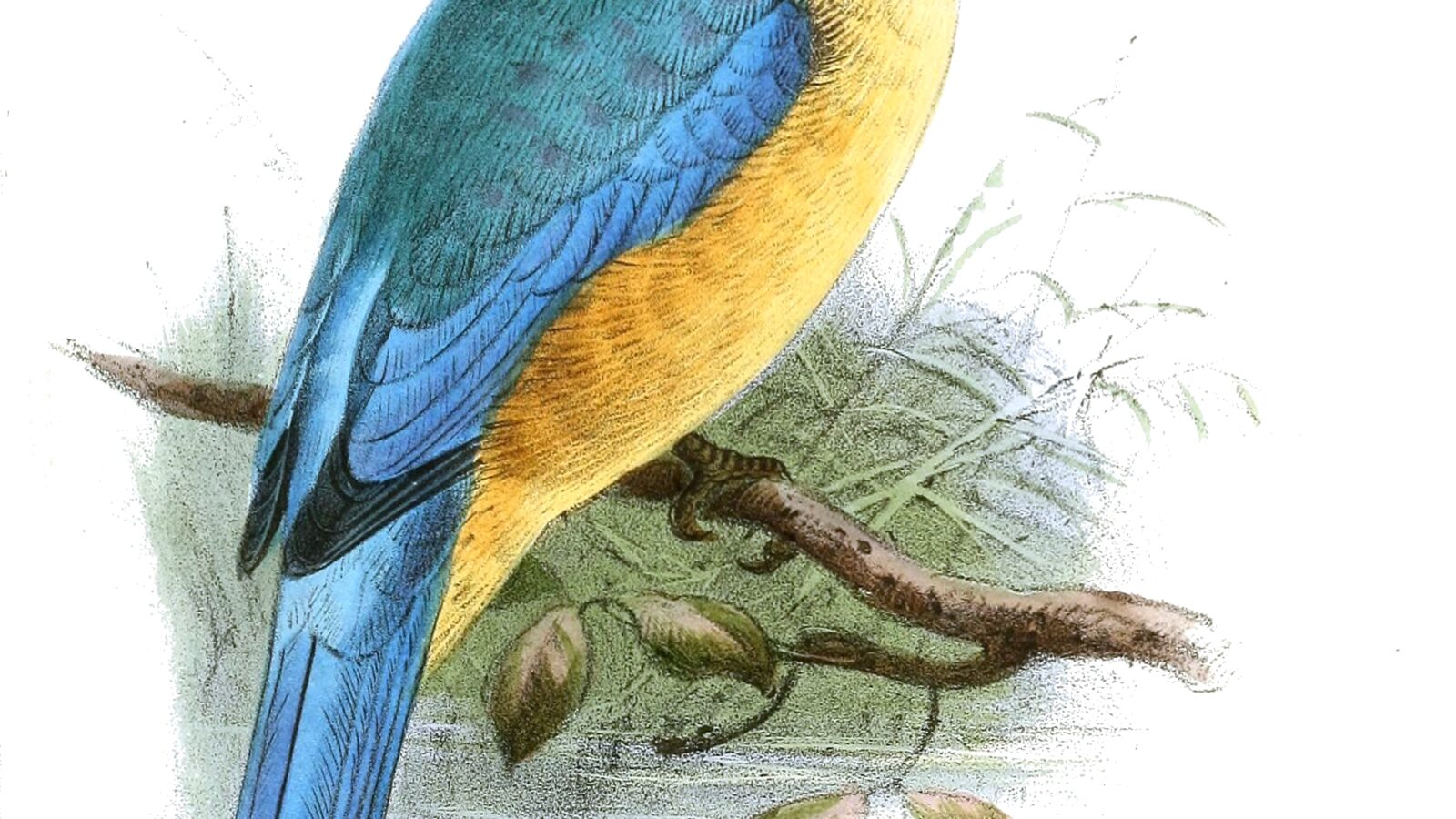 Melanesian Kingfisher