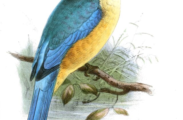 Melanesian Kingfisher