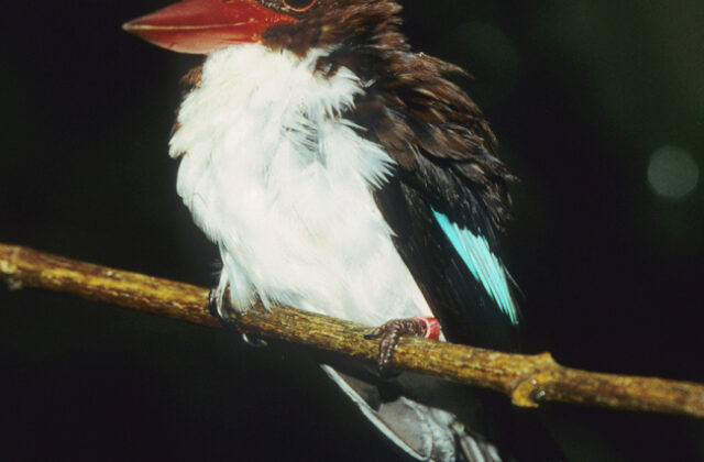 Chocolate-backed Kingfisher
