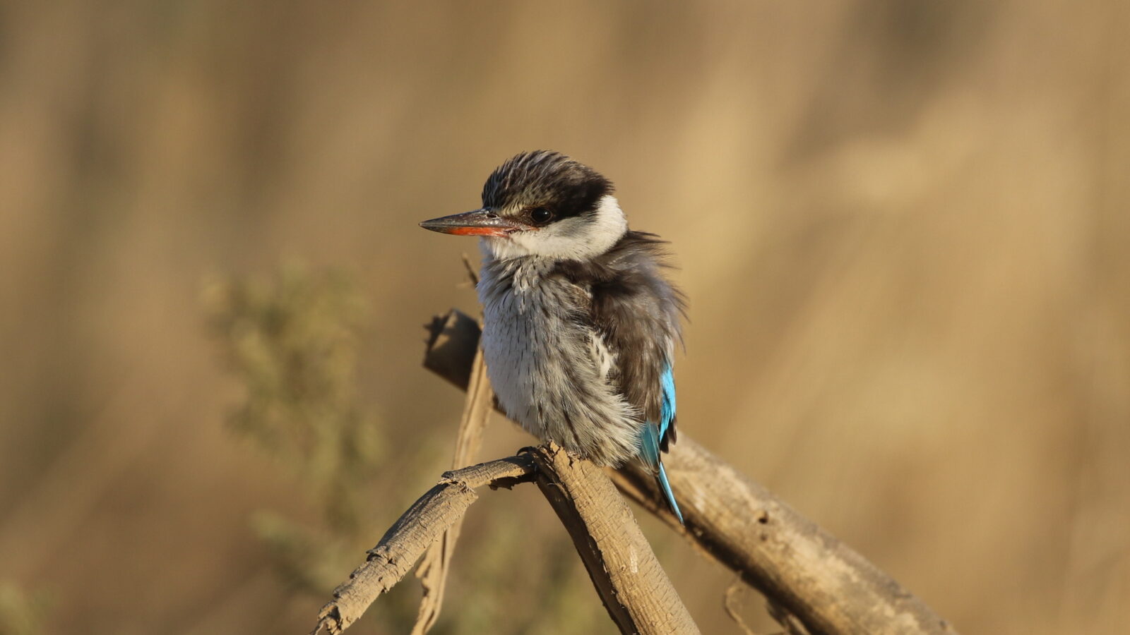 Striped Kingfisher