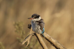 Striped Kingfisher