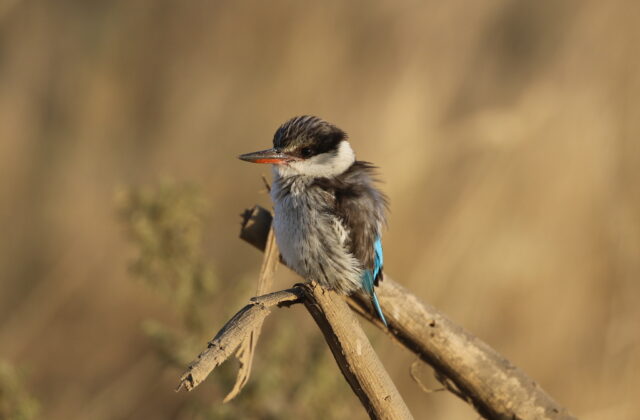Striped Kingfisher