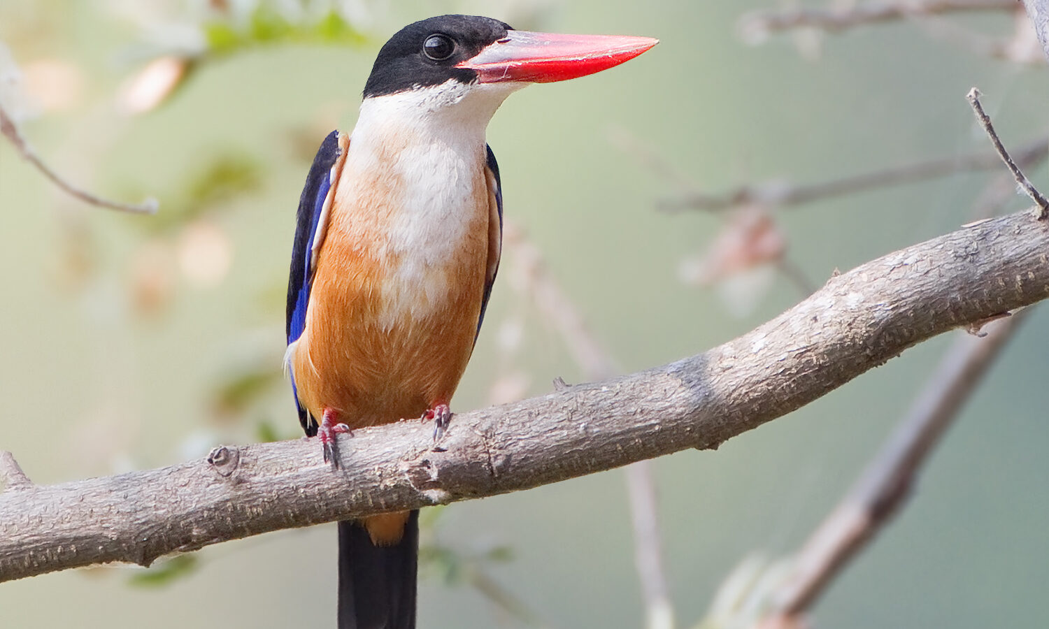 Black-capped Kingfisher