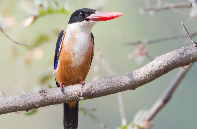 Black-capped Kingfisher