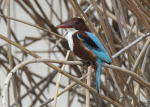 White-throated Kingfisher