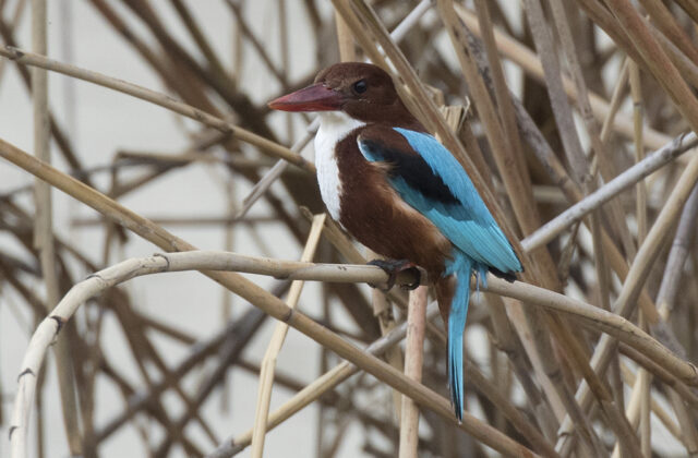 White-throated Kingfisher