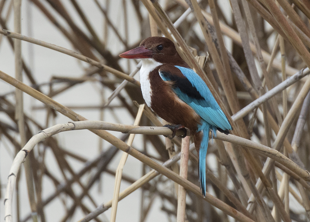 White-throated Kingfisher