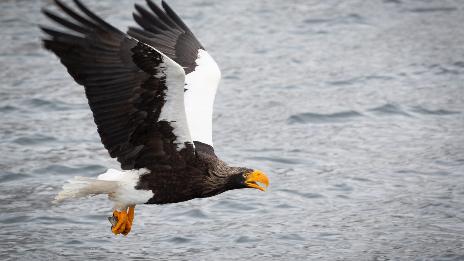 Steller’s Sea Eagle