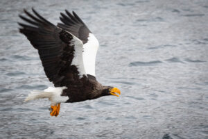 Steller’s Sea Eagle