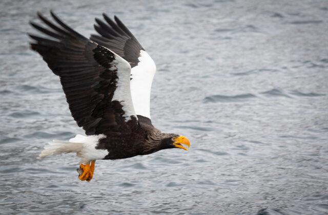 Steller’s Sea Eagle
