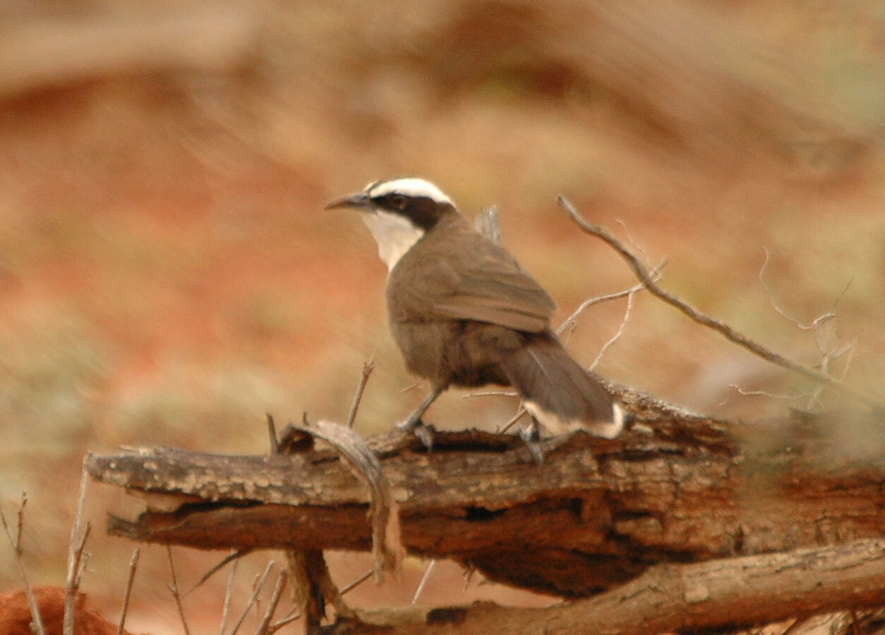 Hall’s Babbler