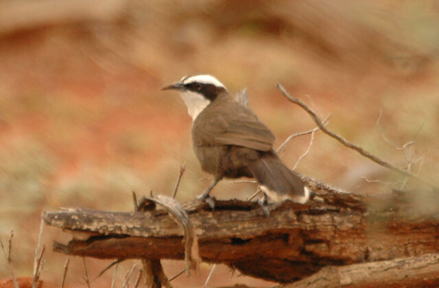 Hall’s Babbler