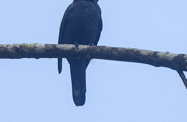 Halmahera Cuckooshrike