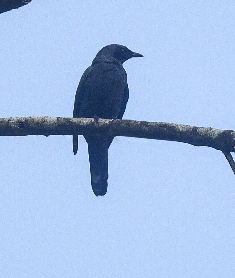 Halmahera Cuckooshrike