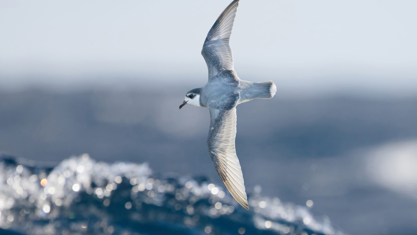 Blue Petrel