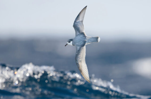 Blue Petrel