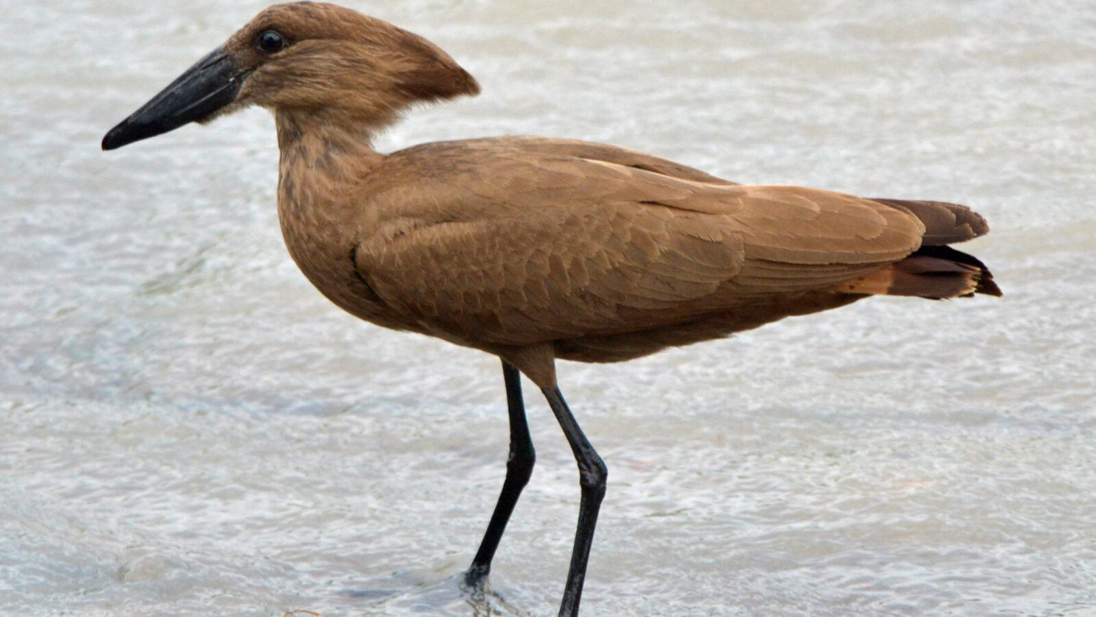 Hamerkop