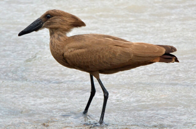 Hamerkop