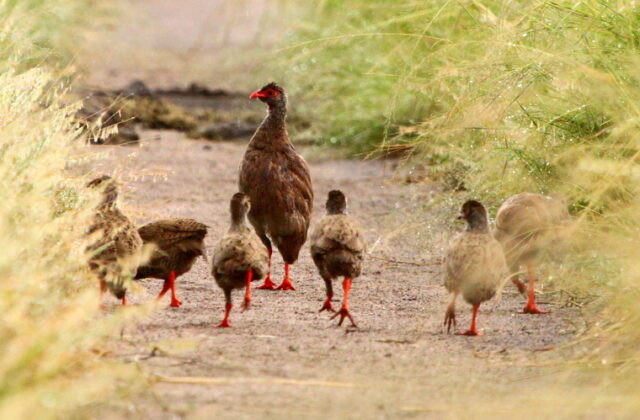 Handsome Spurfowl